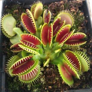 Egrow 100Pcs/Pack Catchfly Potted Plant Seeds Garden Venus Fly Trap Insectivorous Plant