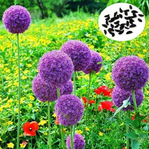 קונים ת'כלס... חווית קנייה מעולם אחר גינה וגנים 25pcs Allium Giganteum Seeds Purple Plant DIY Home Garden