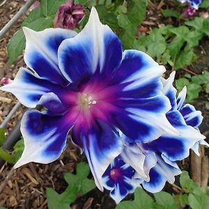 Egrow 100Pcs/Bag Morning Glory Seeds Blue Glory Fragrant Garden Climbing Flowers Hanging Out Plants