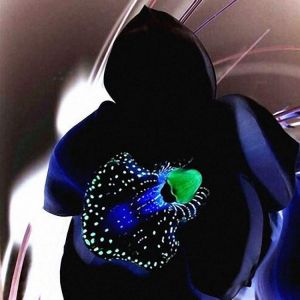 Egrow 100 PCS Rare Black Orchid Flower Seeds Exotic Orchid Home Garden Bonsai Planting Seeds
