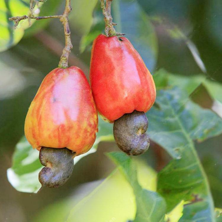 קונים ת'כלס... חווית קנייה מעולם אחר גינה וגנים Egrow 10Pcs/Bag Cashew Nuts Seeds Cashew Nuts Tree Seeds Bonsai Flowers Plants for Hoe Garden Seeds